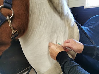 For FEI-registrerte hester: Fra 3. februar skal influensavaksinasjoner registreres i FEI HorseApp